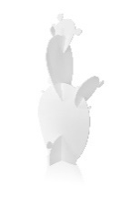 FICUS BIANCO